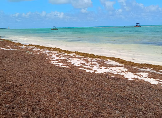 El Caribe tiene un respiro del sargazo