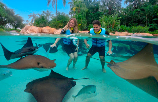 Oferta de Discovery Cove para fin de año