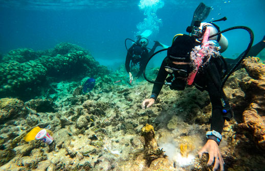 Antigua y Barbuda reconocida por su Proyecto de Restauración de Arrecifes de Coral