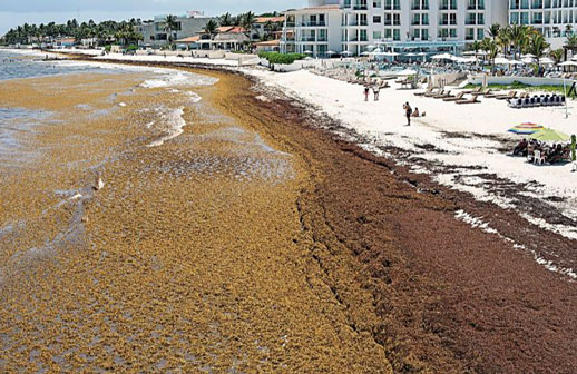 México hará permanente la recolección de sargazo en los principales destinos turísticos del Caribe
