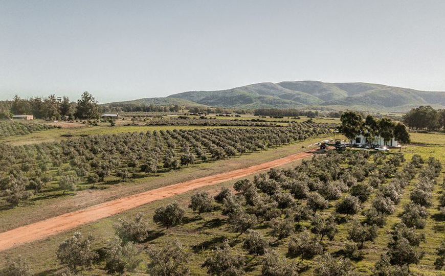 Uruguay apuesta al olivoturismo